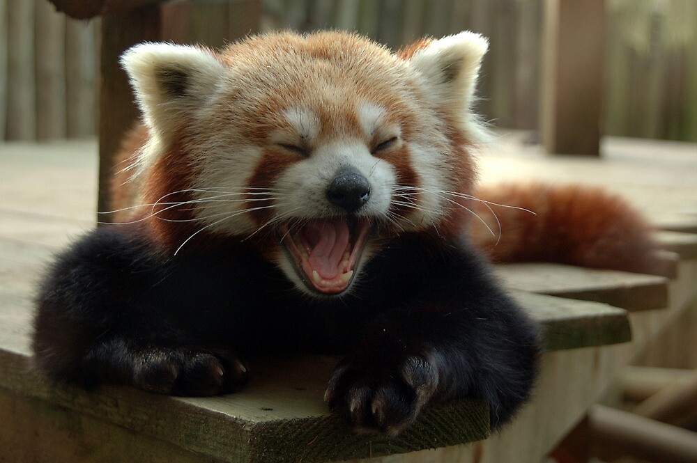 "Yawning Himalayan red panda" by Stan Daniels | Redbubble
