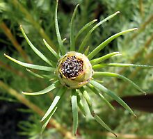 Leucadendron - Jubilee Crown - Laurel Yellow by Irene van Vuuren