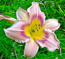 Daylily and grasshopper by Carolyn Clark