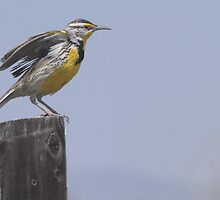 Hear My Song by Barb Miller