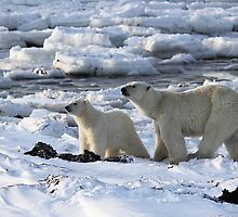 Polar Bear & Cub Tasting the Air, Churchill, Canada by Carole-Anne