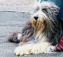 A Shaggy Dog Story by lynn carter