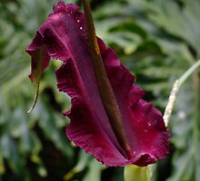 Dragon Lily: View #2 by Carole-Anne