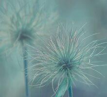 Silent Whispers by Robin Webster