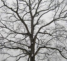 Feb. 19 2012 Snowstorm 18 by dge357