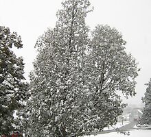 Feb. 19 2012 Snowstorm 27 by dge357