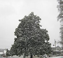 Feb. 19 2012 Snowstorm 30 by dge357