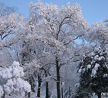 Feb. 19 2012 Snowstorm 76 by dge357