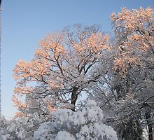 Feb. 19 2012 Snowstorm 99 by dge357