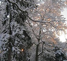 Feb. 19 2012 Snowstorm 106 by dge357