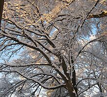 Feb. 19 2012 Snowstorm 137 by dge357