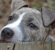 Beautiful Bluto by Julia Morris