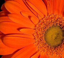 Allow and Empower by Adam Bykowski