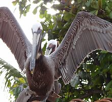 Pelicans II - Pelicanos by Bernhard Matejka