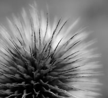 Soft Tease by Deb Maidment