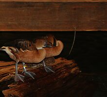 Two Ducks by Ginger Barritt