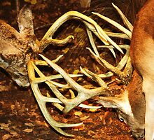 Two Big Bucks Battling by Ginger Barritt