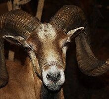 Ram Tuff! by Ginger Barritt