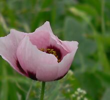 Wild Opium Poppy! REALLY? by Navigator