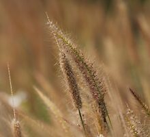 I love Grass. by newcastlepablo