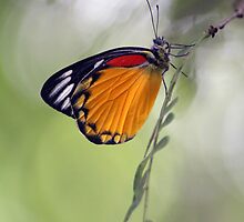 The Butterfly Effect. by newcastlepablo