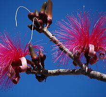 Nature's Wonder - Milagro De La Madre Naturaleza by Bernhard Matejka