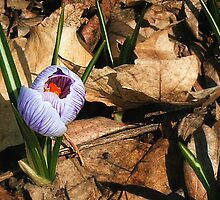 Bashful by Nadya Johnson