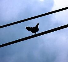 Wired Connectchikon by Hapatography