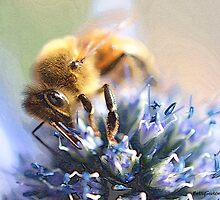 She Looks So Beautiful by Betsy Seeton
