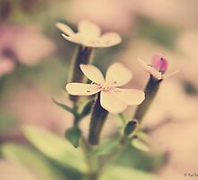 Sending Thoughts... by KatMagic Photography