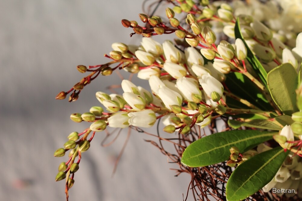 "Australian Jasmine " by Bertran Redbubble