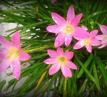 Kisses of rain by ashu20j