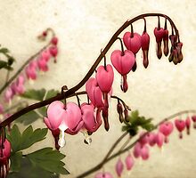Where Love Grows by Sharon Woerner