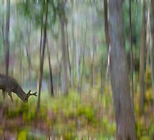 The Moss Covered Forest by Robin Webster