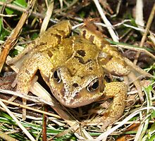 Frog by redown