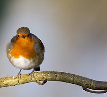 Robin on Branch by Michael G Devereux