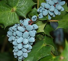 Berries on the Bush by Wviolet28