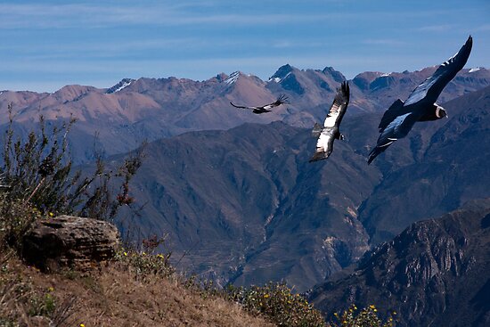 condors in peru