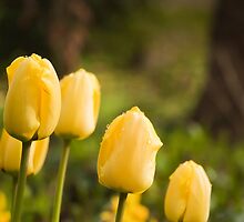 Yellow tulip by Magdalena Warmuz-Dent