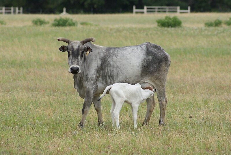 Miniature Brahman Cattle Posters Redbubble