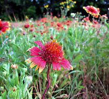 The Wrinkles in Life - Indian Blanket Flower Field by aprilann
