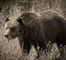 Mr. Grizzly by Pam Hogg