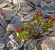 Breakthrough on Mount Campbell by TonyCrehan