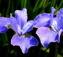 Irresistible Irises by Carol Clifford