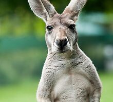 What you looking at? by Ian Clark