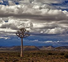 African Wilderness by Jill Fisher