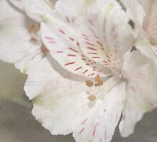 Dance Recital Bouquet by WeeZie