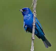 Indigo by jamesmcdonald