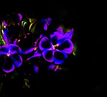 Purple Dreamer by clark burgess