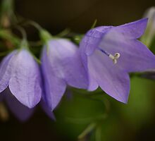 Hope Inspired ~ Harebell by JETAdamson